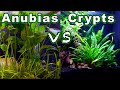 Beginner Aquarium Plants: Anubias vs Crypts - Which One is Better?!?🌱🌿