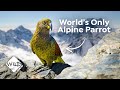 Mountain Parrot: How the Kea ended up In New Zealand Alps | Wild to Know