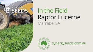 Raptor Lucerne, Marrabel South Australia - Synergy Seeds Australia