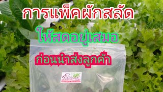 การแพ็คผักให้อยู่ได้นานๆ ก่อนจะนำส่งลูกค้า#Ekkalak fram