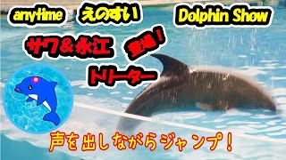 サワ新たなジャンプに挑戦❗️永江トリーター奮闘記❗️8分20秒〜☆撮影日R6.11.02.  #えのすいイルカショー #dolphinshow #新江ノ島水族館イルカショー