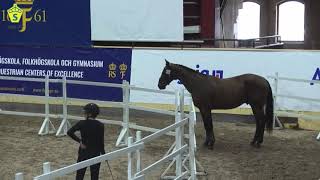 Hästkullens TopNotch breeders trophy 3års final 2020