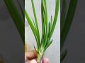 Grow Spring Onion at Home  ।। #shorts @gardentourchannel