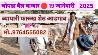 19 जानेवारी 2025 🛑 चोपडा बैल बाजार व्यापारी फारुक शेठ आडगाव मो..9764555082 जय खान्देश 🙏🏻🙏🏻🙏🏻