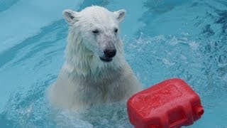 プールではじけるホッキョクグマ アイラ1歳5ヶ月~Polar Bear is playing