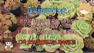 대구성암다육농원  2동 묵둥이하우스  -  14편 블랙프린스와 핑크플로라