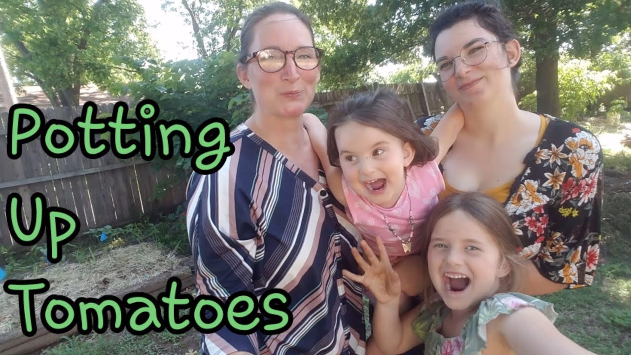 Potting Up Tomatoes Youtube