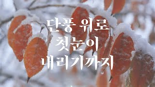 ep05. 단풍 위로 첫눈이 내리기까지 [한강공원, 마당캠핑, 어묵탕과 군고구마, 친구의 공연, 첫눈, 단독주택, 인테리어, 일상브이로그]