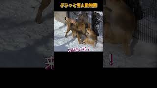 夫婦ケンカ💢仲直りって難しい。オリト＆イオ。旭山動物園のライオンファミリー #shorts#zoo#lion#animals