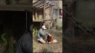 Red panda with cute Japanese girl # zoo # lifeupdate