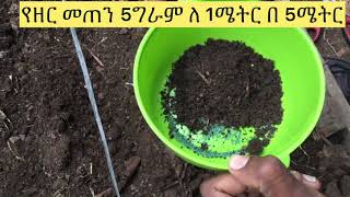 Ethiopia የካሮት አዘራር -How to grow Carrots At home