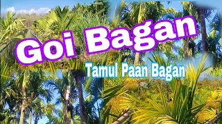 My Tamul Paan Bagan || Visiting my Cultivation || Grow rich with High profit