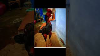 பட்டா கொண்டை 1000பூ கொண்டை சேவல்கள் #aseel #rooster #seval #sandaikozhi