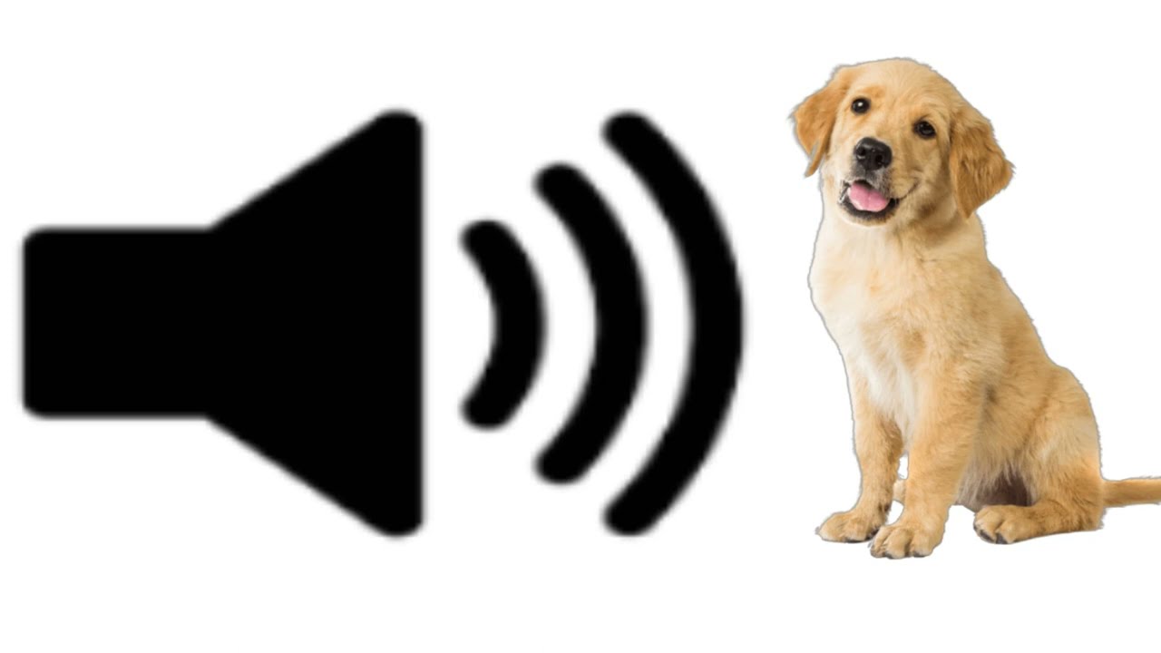 Dog Sound Effect - YouTube