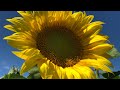 Sunflower farm, Beaverton Ontario|fall tourism/ #todoincanada places to see in CANADA