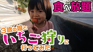 【いちご食べ放題】3歳の娘といちご狩りに行ってみた【奈良・あすかいちご狩りパーク】