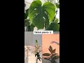 Plant Tok🪴, Plants of Tiktok, Plant care, Tiktok compilations, Tiktok Fairy