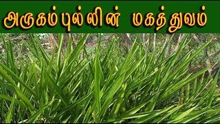 Cynodon dactylon / அருகம்புல்லின்  மருத்துவம்  /Arugampul medicine