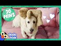 These Animals Are OBSESSED With Their Toys! | Dodo Kids | 30 Minutes Of Animal Videos