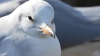 かわいいユリカモメBlack-headed Gull （百合鴎、学名：Larus ridibundus）チドリ目カモメ科　DSCN4668