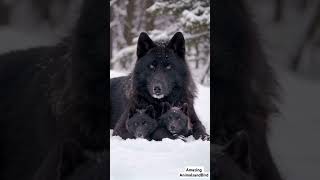 Snow Black Wolf Family Bonding | Mother Wolf Smooches Her Adorable Baby Cubs in Snowy Wilderness