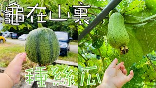 【廢地變菜園】龜在山裏種絲瓜(非典型瓜棚) Growing Luffa(loofa) in the turtle mountain.  #絲瓜 #luffa #食農教育 #Foodeducation