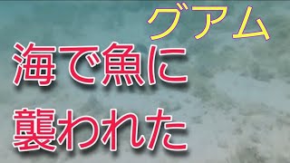 【グアム旅行】シュノーケルつけて海入ってたら魚に襲われた。