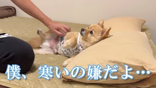 急に寒くなり、甘えん坊の愛犬がこうなりました…【動画後半、コメントに注意喚起あり】