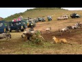 Lion ambush at wildebeest crossing