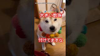 カラフルな数珠⁉️柴犬の新スタイルが可愛すぎる　#柴犬　#犬　#おもしろ #犬のいる暮らし #癒し