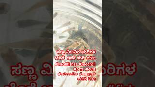 ಸಣ್ಣ ಮೀನಿನ ಮರಿಗಳ ಜೊತೆ ಆಮೆ ಮರಿ #fish #smallfishes #machali #pets #cute #subscribe #support #fish idea