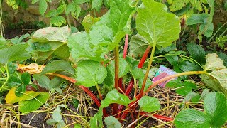 'Raspberry Red' Rhubarb