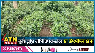 অর্গানিক উপায়ে কুমিল্লায় বাণিজ্যিকভাবে চা চাষ শুরু | Cumilla | Commercial tea cultivation | ATN News