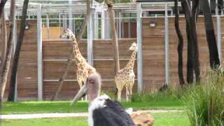 Giraffes being Released onto Savannah, Kidani Animal Kingdom Lodge Villas Walt Disney World