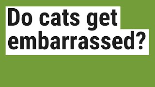 Do cats get embarrassed?