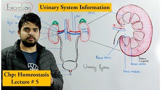 Human Urinary System