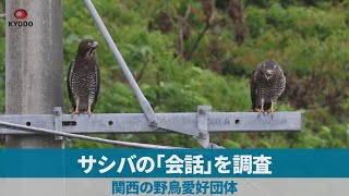 サシバの「会話」を調査 関西の野鳥愛好団体