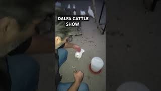 DALFA CATTLE SHOW BIRDS SHOW #beauty #RABITS #BIRDSLOVERS #youtubeshorts #ytshorts #youtube #DALFA