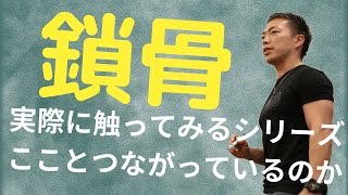 触診シリーズ肩甲骨・鎖骨