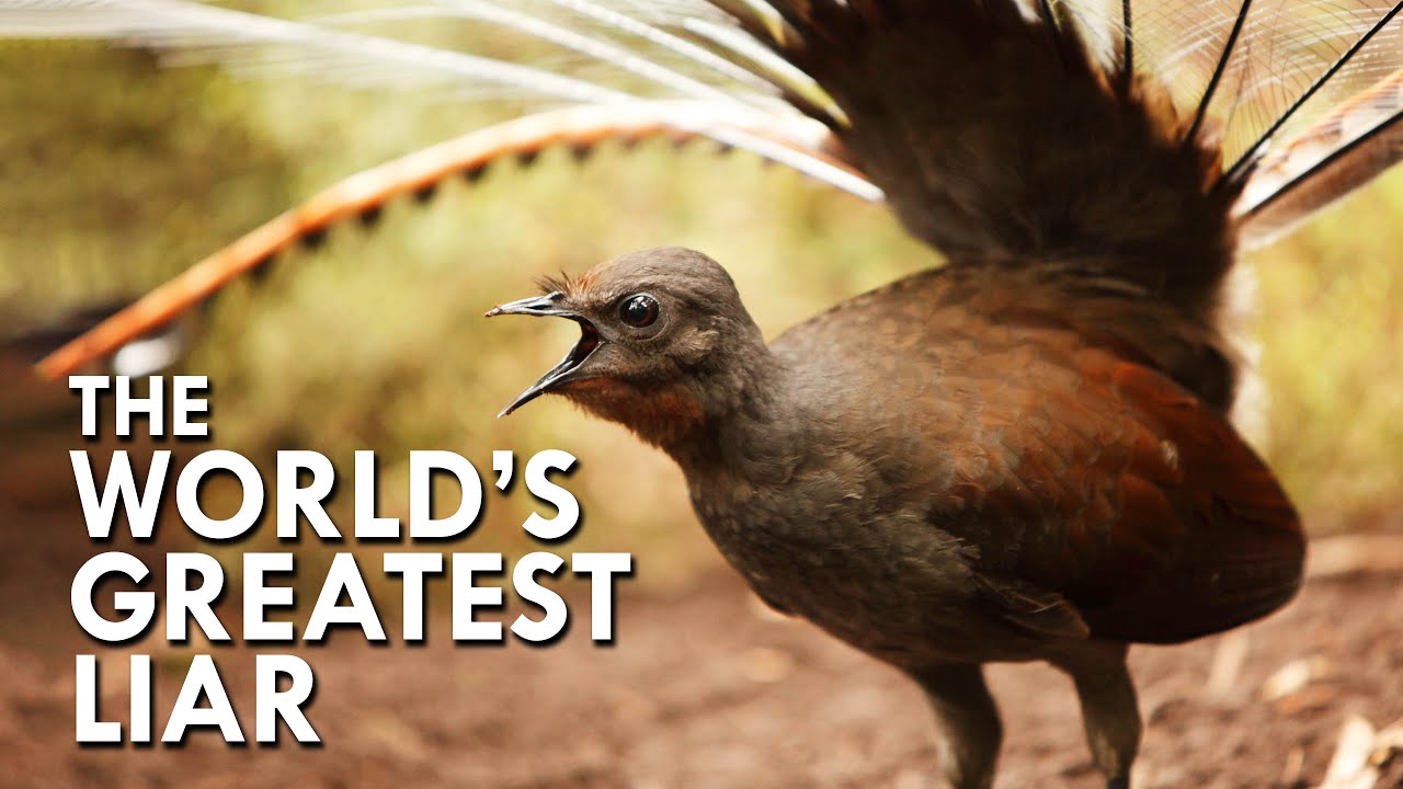 Lyrebird: The World’s Greatest Mimic - YouTube