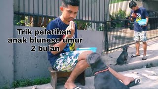 Tips Melatih anak anjing - Tahap awal melatih anak anjing menjadi anjing pintar