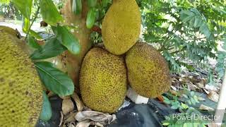 How big is Exotic Chempedak Cheena Fruit