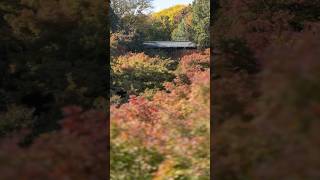 京都紅葉の名所2024 #kyoto #京都 #東福寺 #vlog #shorts