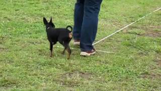 2009.06.28FCI東日本インターナショナルトライアル〜紐なし脚側行進