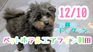 12/10昼☀️ワンちゃんドッグラン〜猫ちゃん〜のご様子です♪羽田空港近くのペットホテルエアライン羽田にご宿泊中のペットちゃん達です♡