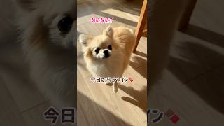 バレンタイン2025#shorts #ポメラニアン #チワワ #きなちゃんねる #小型犬 #smalldog #ミックス犬 #バレンタインデー