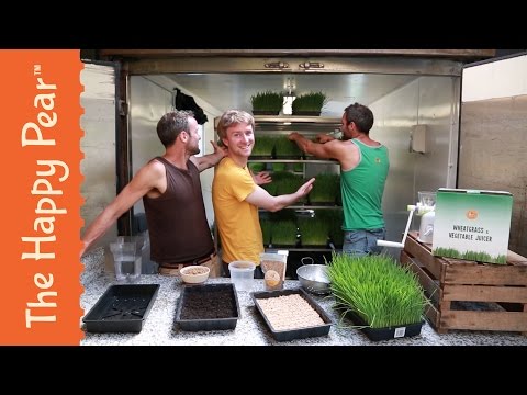 How to grow Wheat Grass - The Happy Pear How to grow Wheat Grass - The Happy Pear