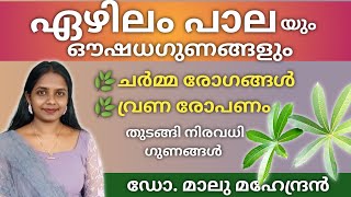 ഏഴിലംപാലയുടെ ഔഷധഗുണങ്ങൾ | Dr. Malu Mahendran | #ezhilampala #ഏഴിലംപാല | Alstonia scholaris