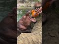 পেটুক জল হস্তি🦛🦛😱😳💯 feeding hippopotamus hippopotamus 😱😳🤣 rhino feeding animal hippo big