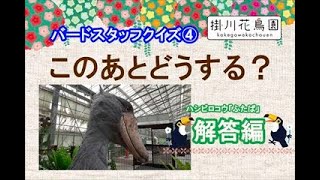 バードスタッフクイズ④このあとどうする？ハシビロコウ「ふたば」解答編